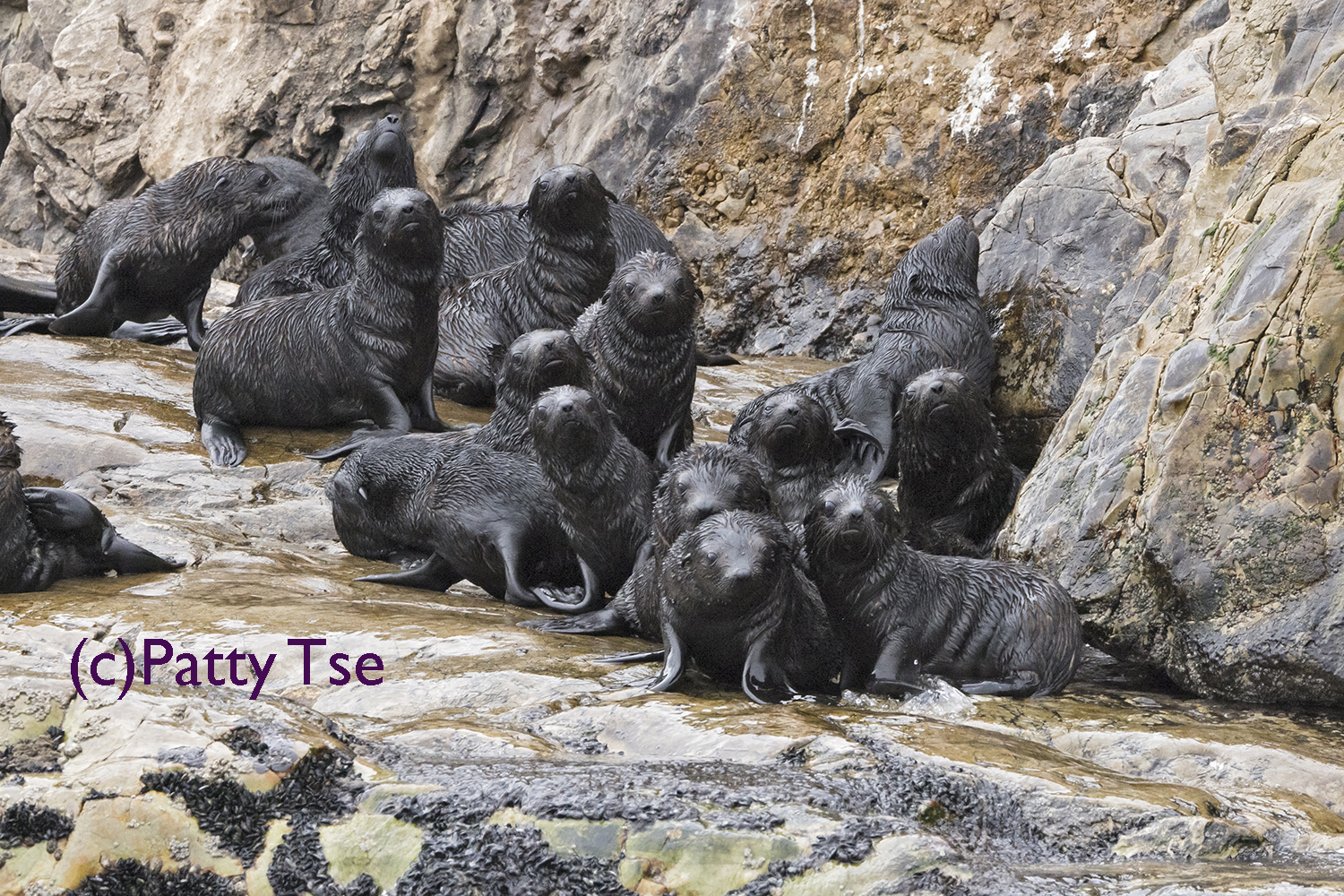 cape fur seals